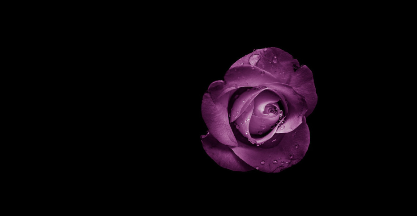 purplerose3